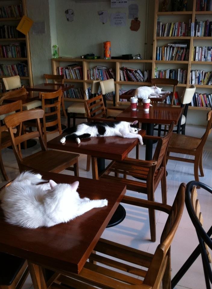 Cat Cafe